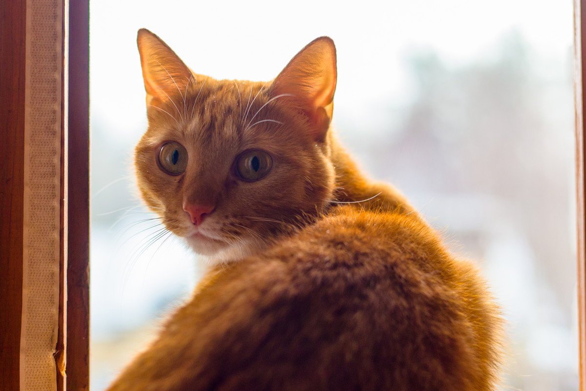 猫が『ごめんなさい』と謝っているときのサイン3選　どんなときに見られることが多いかも解説