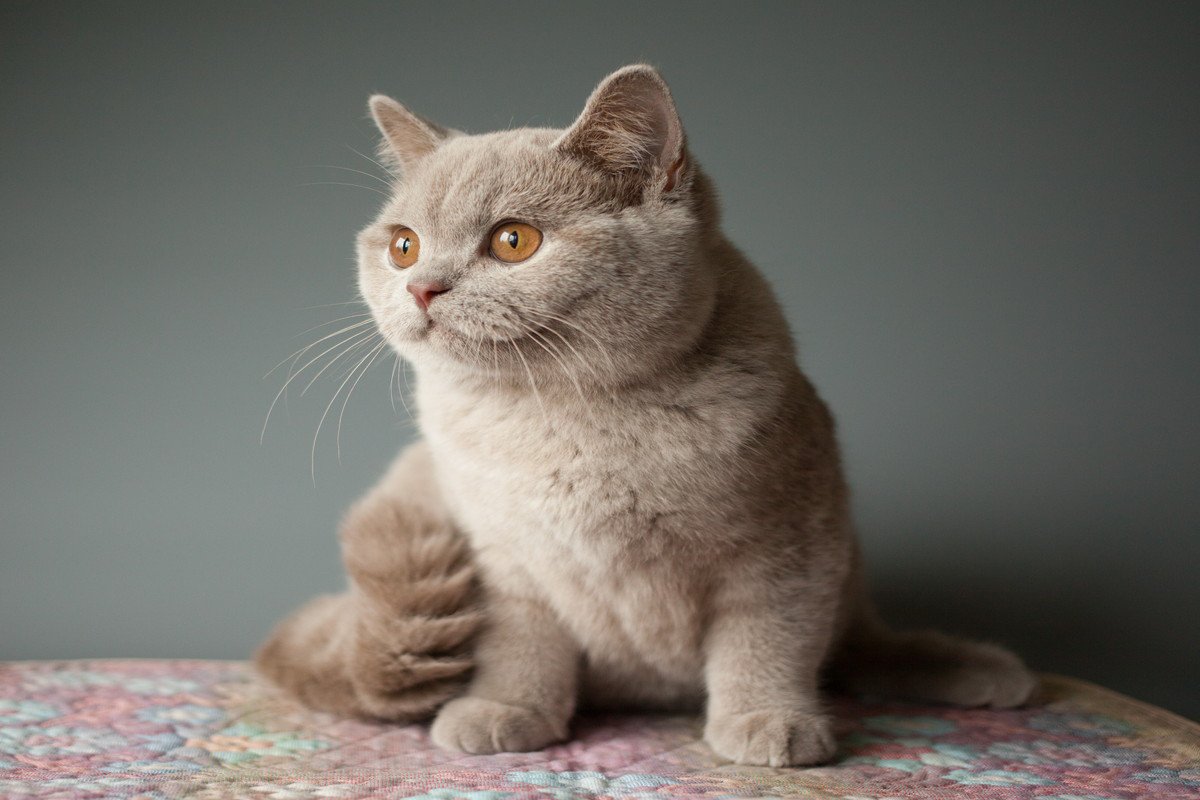猫だけど“たぬき顔”？『丸っこいフォルムがかわいい猫種』4選　それぞれの性格や特徴をご紹介