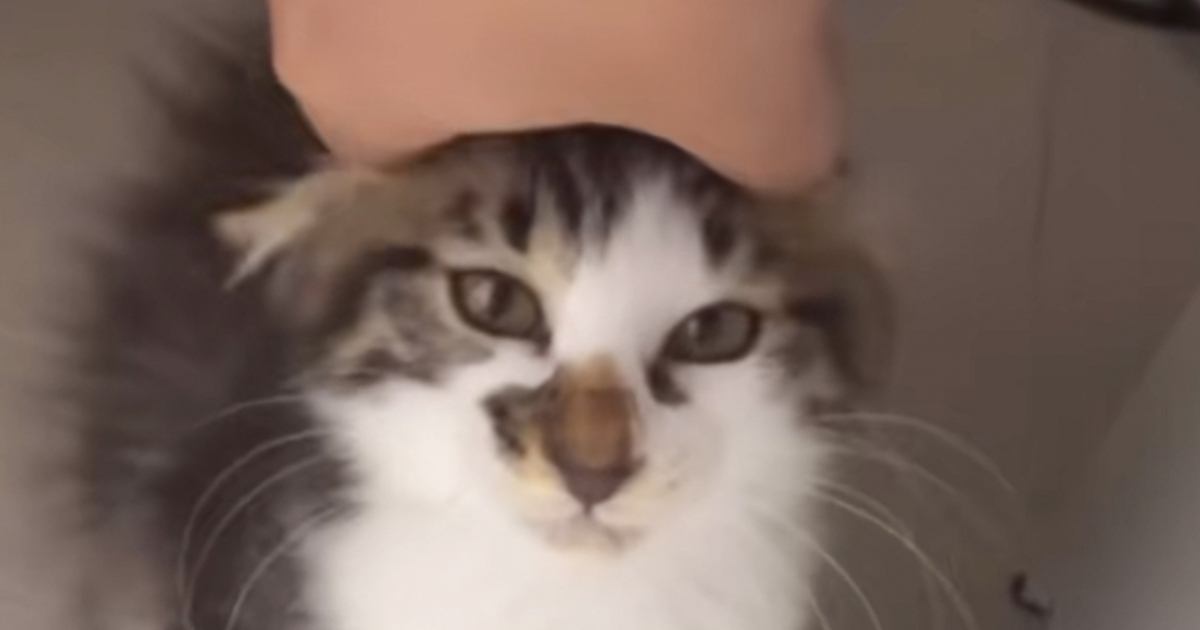 おうちに迎えられた初日、ずっと隠れていた保護子猫→3時間後…『予想外の行動』に感動の声「優しい人だと分かったんだね」「ありがとう」