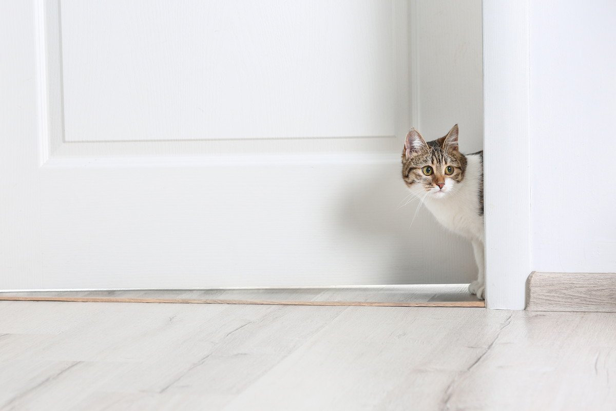 愛猫が『あなたを探している』ときに見せる行動・仕草4選　留守番中はやっぱりさみしい？そのときの気持ちも解説