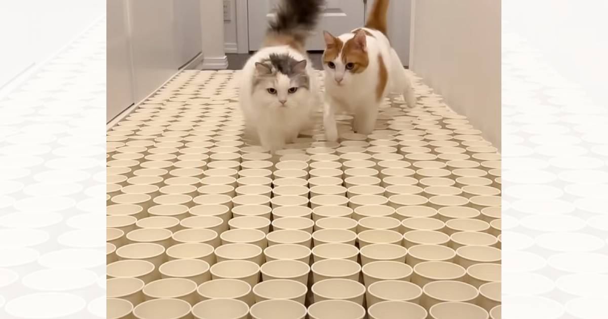大量の紙コップのなかに『猫のおやつ』を隠してみたら…まさかの光景に爆笑する人続出「何とかしてって訴えてるｗ」「めっちゃおもろいｗ」