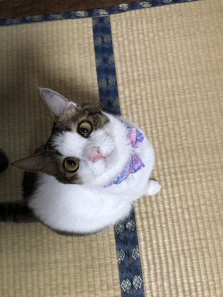 猫がスキンシップを取りたがっているときの仕草や行動５つ