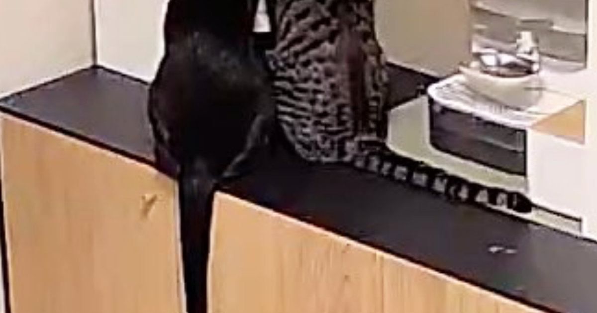 自動給餌器を見たら、猫たちが…思わず笑みがこぼれる『可愛い瞬間』が10万表示「愛おしいなぁ」「抱きしめたい」と悶絶の声続出