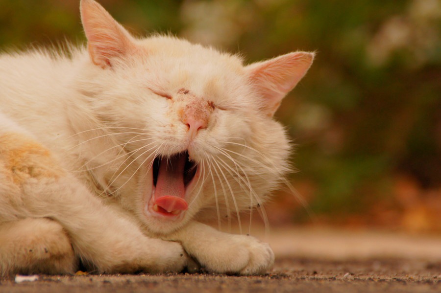 猫が吐く原因と考えられる病気について