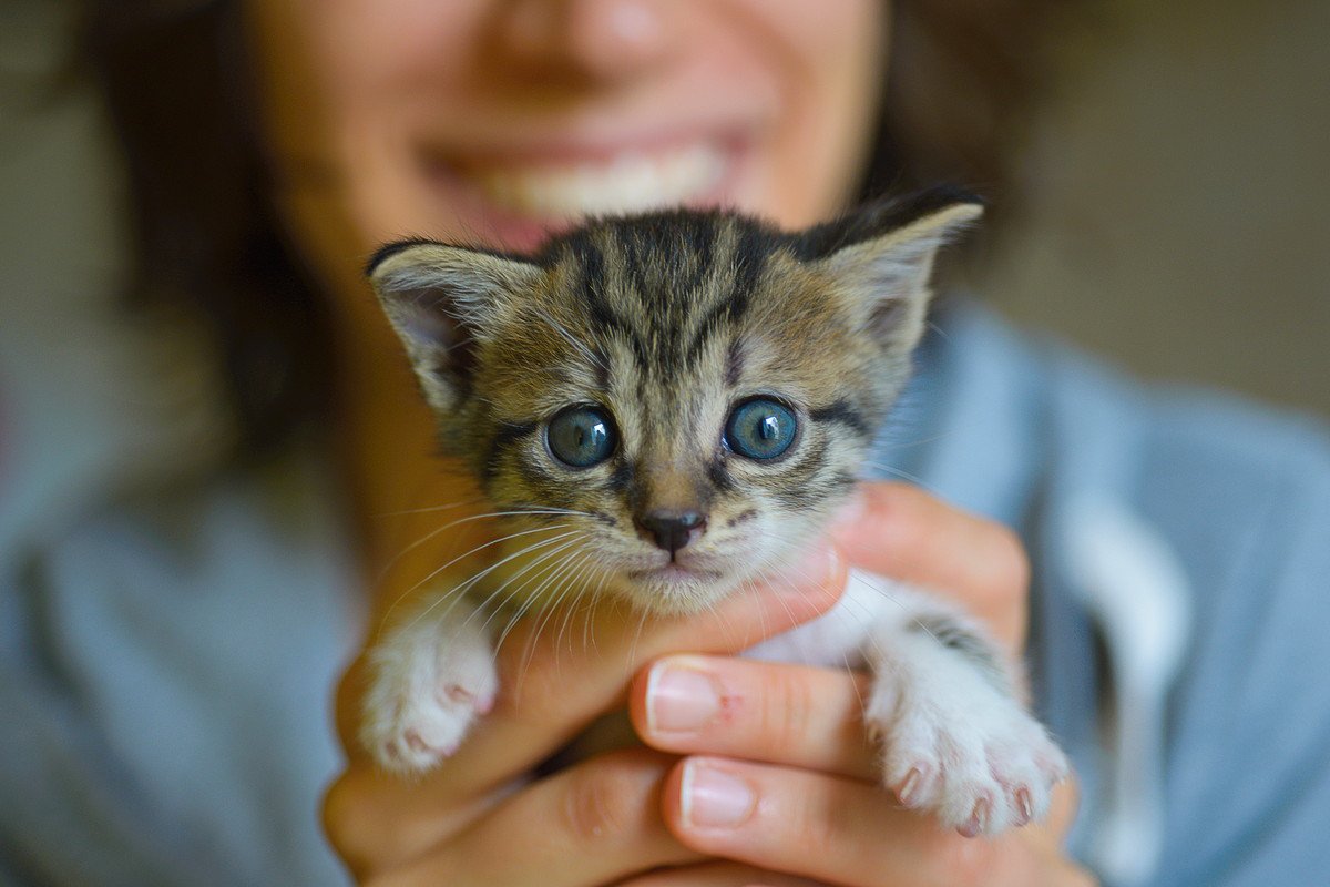 8月8日は『世界猫の日』！この記念日の由来と、おすすめの過ごし方4選