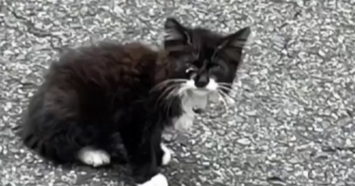 駐車場にいた『やせ細った子猫』→保護された結果……『見違える変化』に感動！「見つけてもらえてよかった」「幸せな気持ちになった」の声