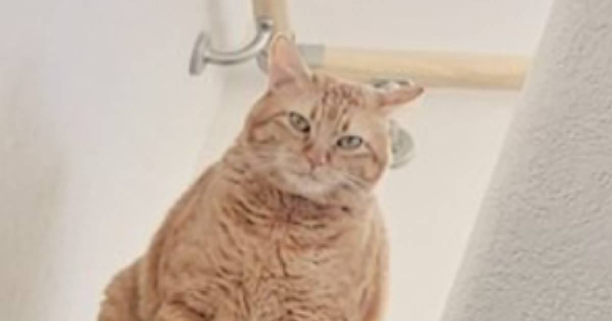 １階から『階段上にいる猫』を見てみたら…とんでもなく"強そうな格好"に爆笑する人が続出「横綱の土俵入りｗ」「つよそうｗ」と39万表示