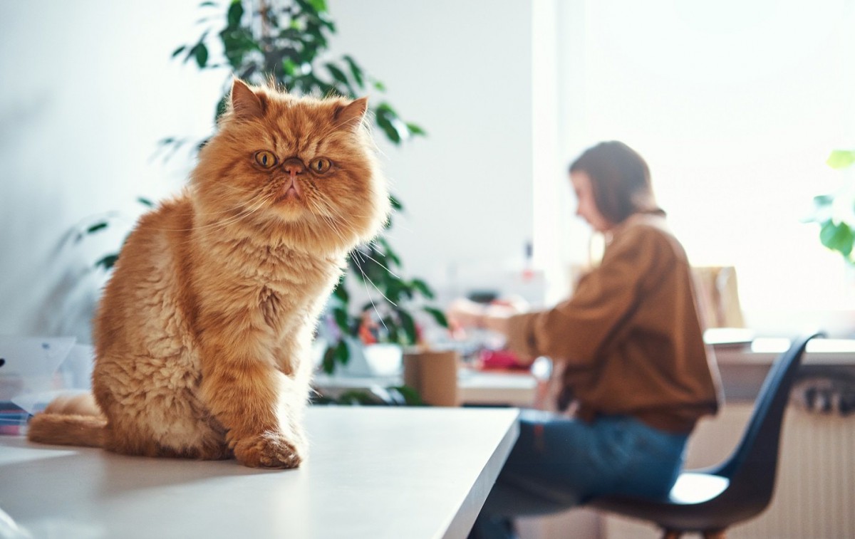 猫OKでも要注意！賃貸物件で思わぬ出費となること４つ