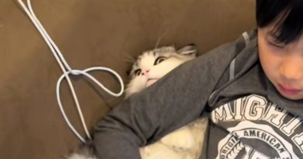 ゲームに夢中な男の子→猫の首に腕を乗せてしまった結果…『まさかの展開』が素敵すぎると252万再生「可愛すぎて無理ｗｗ」「愛を感じた」