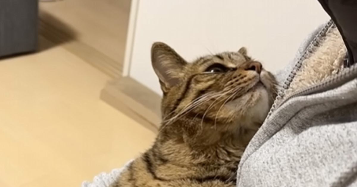 パパの膝の上にいる猫→『うにゃうにゃ』と文句を言いながらも…まさかの姿が287万再生「まさしくツンデレｗ」「何度も見てしまった」