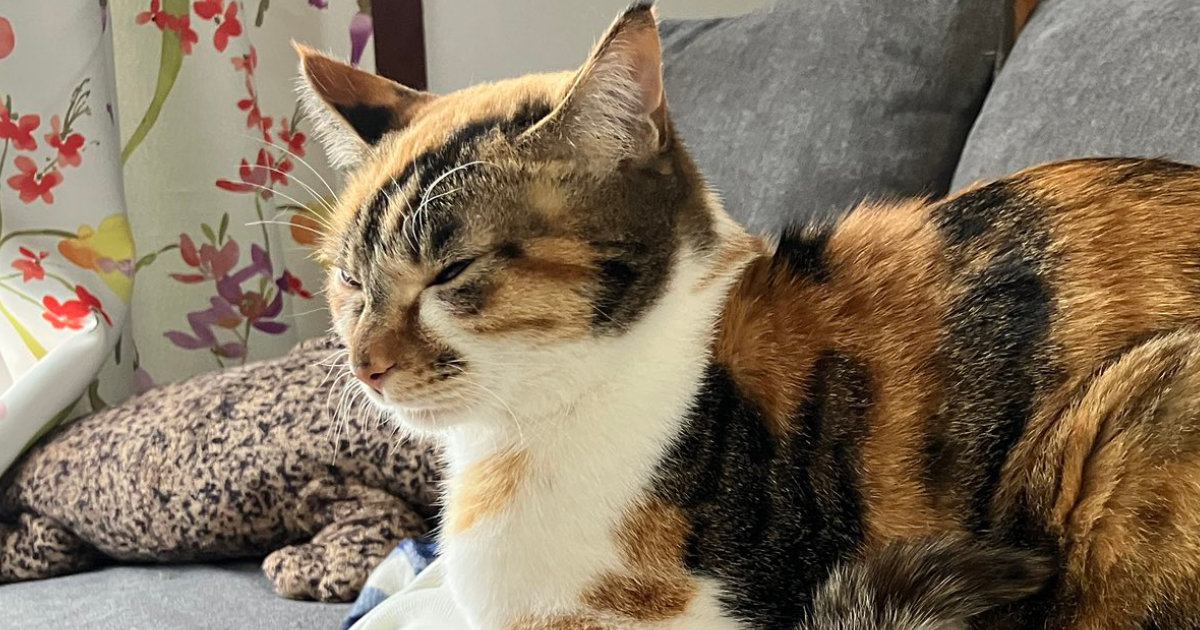『猫がうとうとしているだけの平和な光景』かと思いきや…『衝撃の事実』に４万いいねの反響「こえでたｗｗ」「温めてあげようという優しさ」