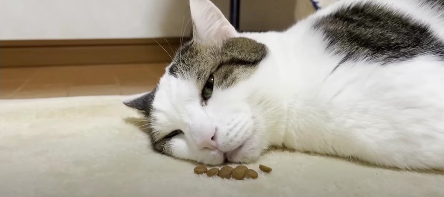 お昼寝する猫ちゃん。鼻先におやつを並べたら何粒目で起きる？