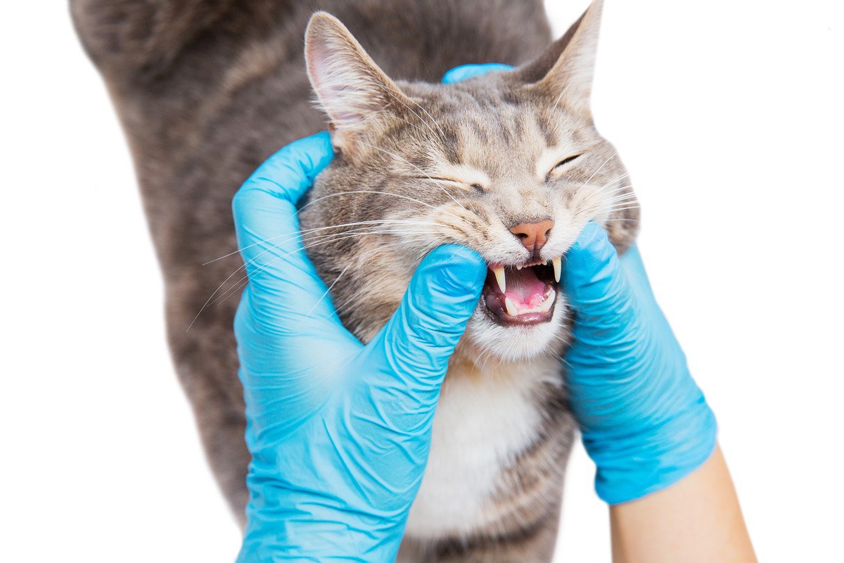 ホスピスで愛される猫の歯科治療のため、24時間もたたずに「目標の寄付額」が集まる　ニュージーランド