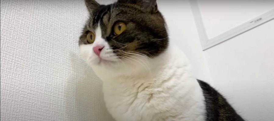 くさかったの？においを嗅いでびっくりしちゃった猫さん