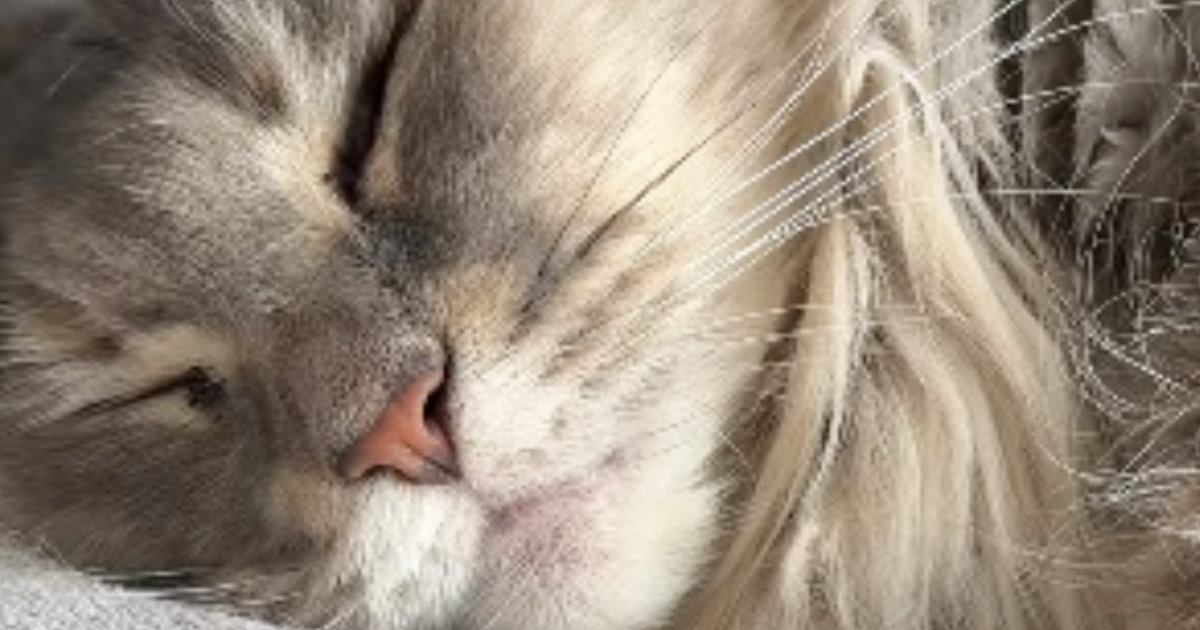 『気持ちよさそうに眠る猫』が突然動いたと思ったら…カメラが捉えた『まさかの瞬間』に「よく撮れたねｗ」「何と戦っていたんだろうｗ」と話題