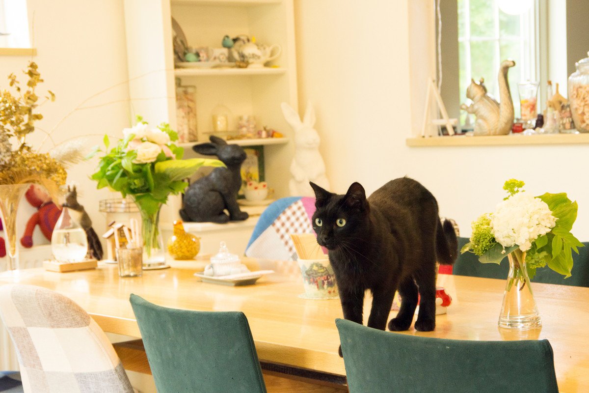 猫が『物に当たらずに歩ける』のはどうして?器用な足さばきができる3つの秘密