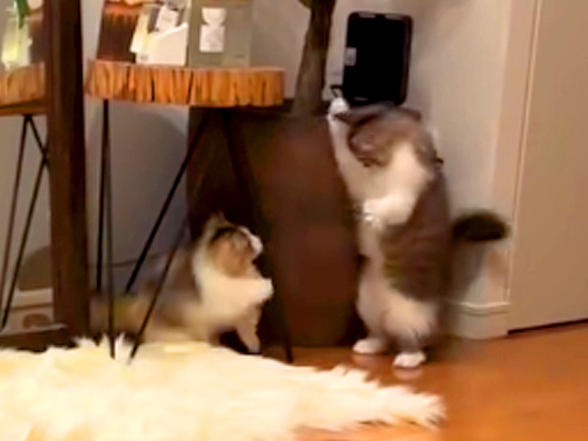 追いかけっこをする２匹の子猫→猫パンチをしようとしたら、次の瞬間…反則級に『可愛すぎる光景』が56万再生「ぽよぽよｗ」「泣けてくる」