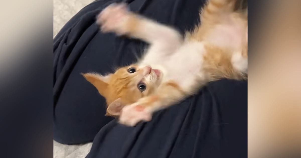 子猫のお腹をこちょこちょしてから『手を離す』と…ずっと見ていたくなる『尊い光景』が375万再生「仕事行きたくなくなるｗ」「食べたい」