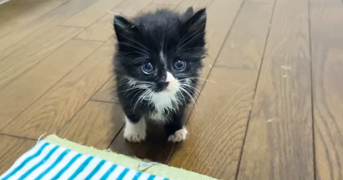 1匹だけ起きていた『甘えん坊の保護子猫』→抱っこしたら…5秒後の『まさかの展開』に癒される人が続出「安心したのかな」「可愛すぎるｗ」
