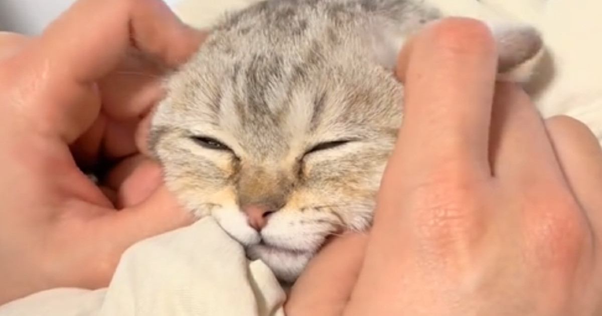 マッサージをしてもらった猫→耳の付け根をほぐされた結果…たまらなく可愛い反応に「思わずニヤけた」「溶けてるねｗ」と癒される人が続出