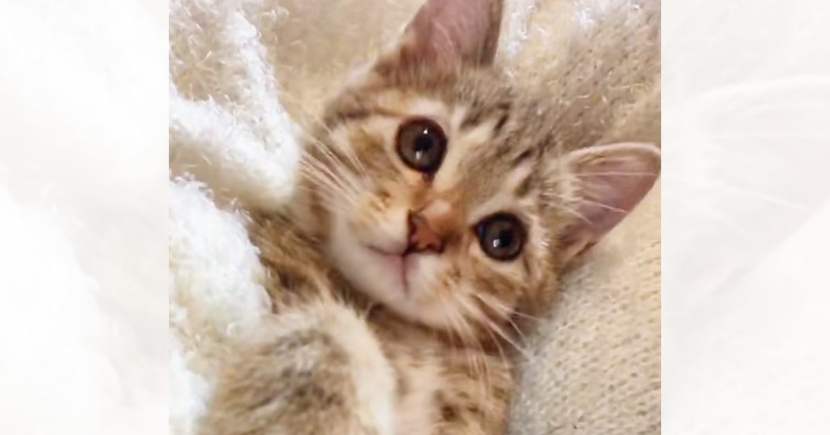 『天使のようにかわいかった子猫』が、7年後……衝撃のビフォーアフターに爆笑の声「大切にされた証w」「立派な天使になったw」と話題