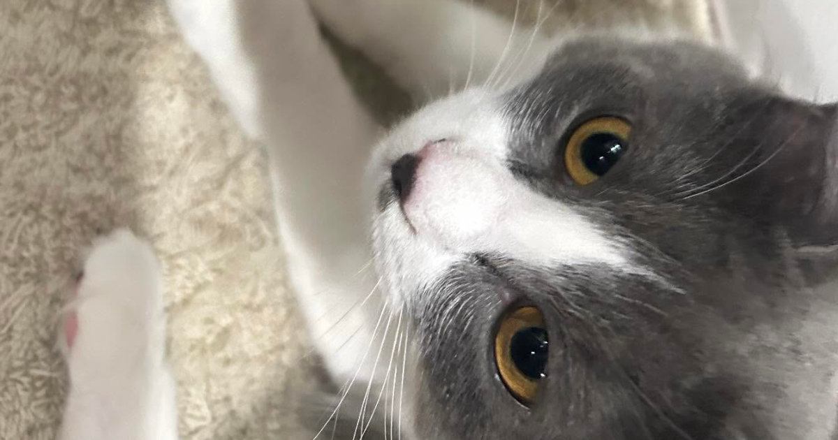 マットの上でくつろぐ2匹の猫→『おてて』と『おてて』が……たまらなく可愛い瞬間に「フュージョンｗ」「朝からよだれ出た」と反響