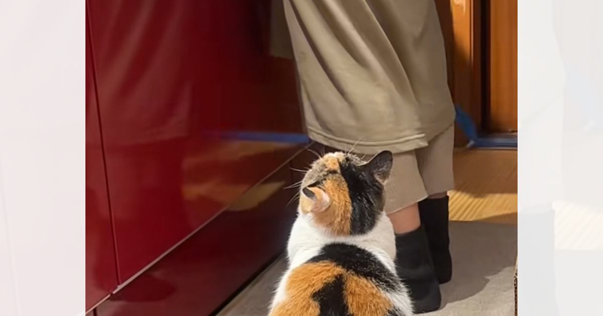 大好きなママに構ってほしくて『必死にアピールする三毛猫』…あまりにも可愛すぎる光景が75万再生「まーまって言ってるｗ」「羨ましい」