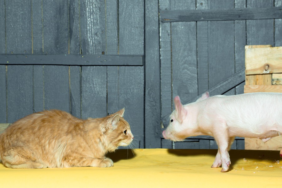 猫は豚肉を食べても大丈夫？与える時の注意点や栄養素と効果