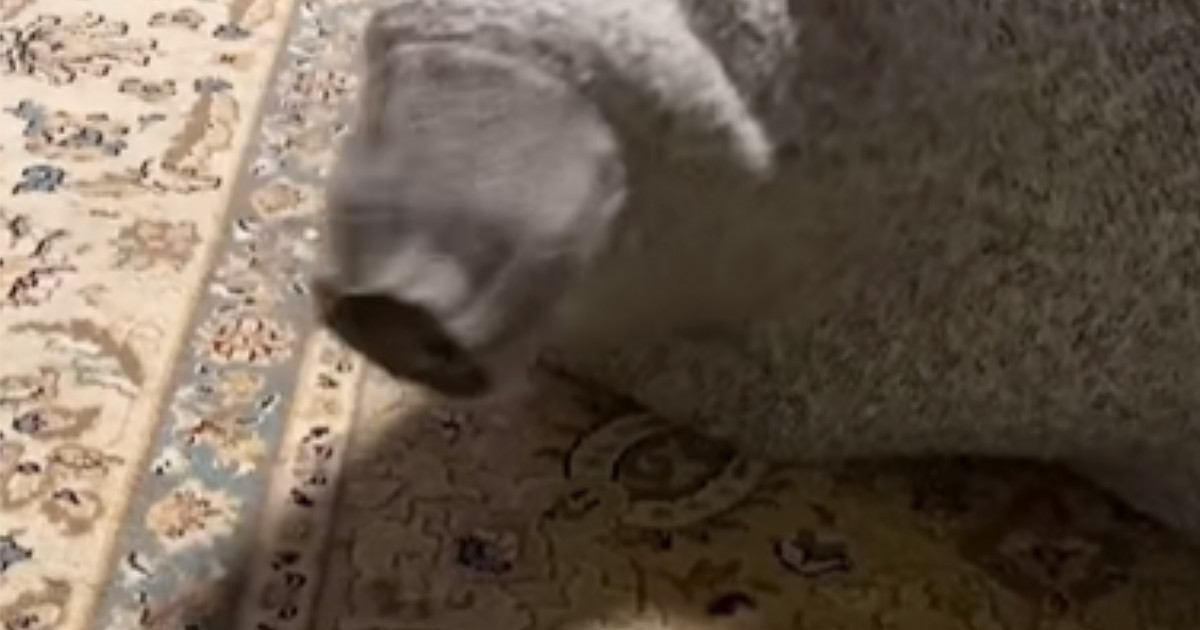 家の中に『変な生き物？』→セーターの袖の中に猫が入ってしまった結果…笑ってしまう光景が52万再生「未確認生命体ｗ」「クマムシだ」