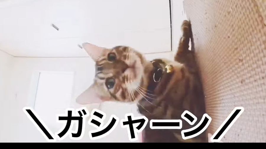 猫たちだけで過ごす様子を見てみよう！