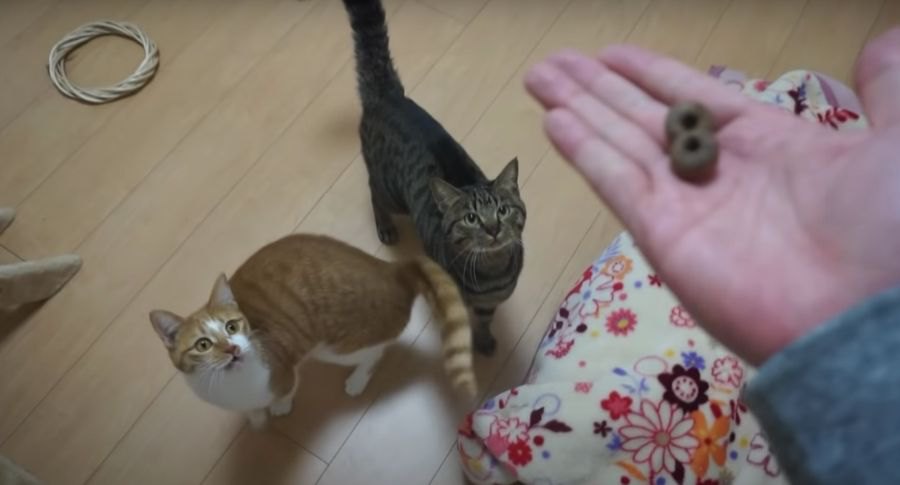 猫ちゃんがじゃれて擦り寄る？またたびドーナツをあげてみた！