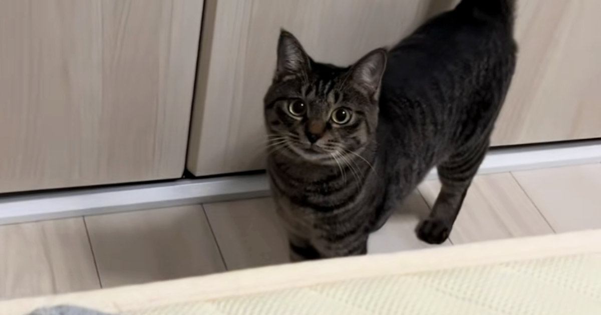 寝ようとしていた飼い主さんに愛猫が『持ってきたもの』とは…かわいすぎるアピールに「めっちゃニヤニヤしたｗ」「なんて愛おしい」の声