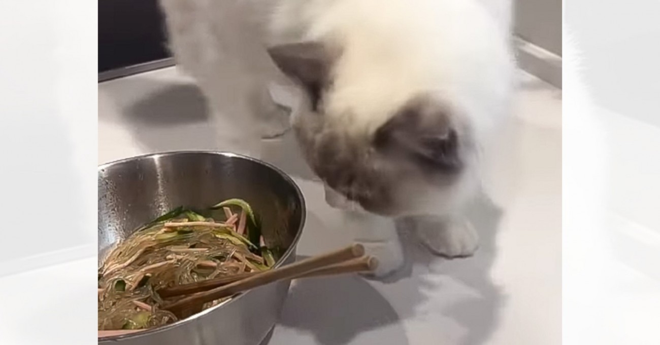 お酢の匂いを嗅いだ猫→あまりの『強烈な匂い』に……まさかの行動をとる様子が笑えると74万再生「おもしろ可愛いｗ」「一生懸命感がいいね」