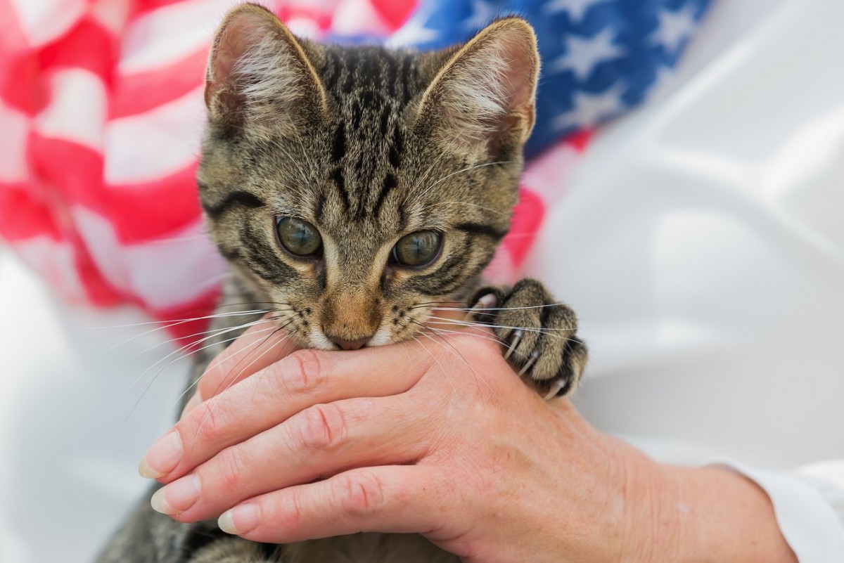 【不意打ち注意】猫に噛みつかれる飼い主の特徴５つ