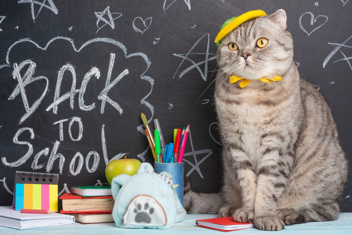 16年間小学校に通い、みんなの心をつかんだ野良猫　その姿は壁画になって校舎に残る　米国