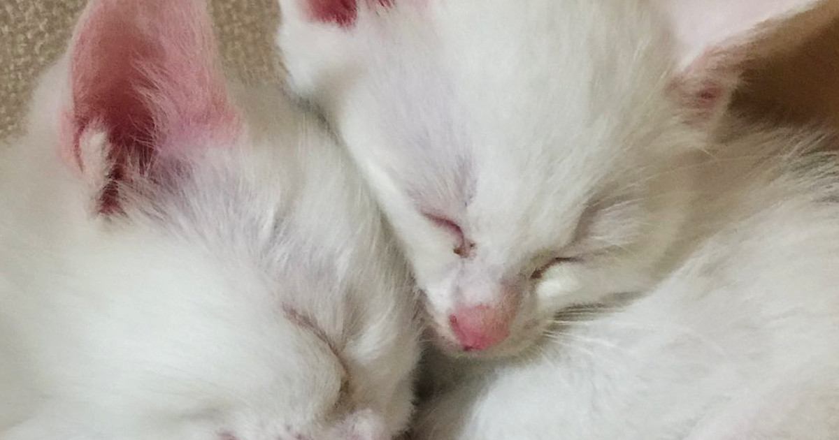 保護された『子猫の姉妹』を家族に迎えた結果→４か月後…見違えるビフォーアフターが13万表示「美しく育ったね」「真っ白も可愛いなぁ」