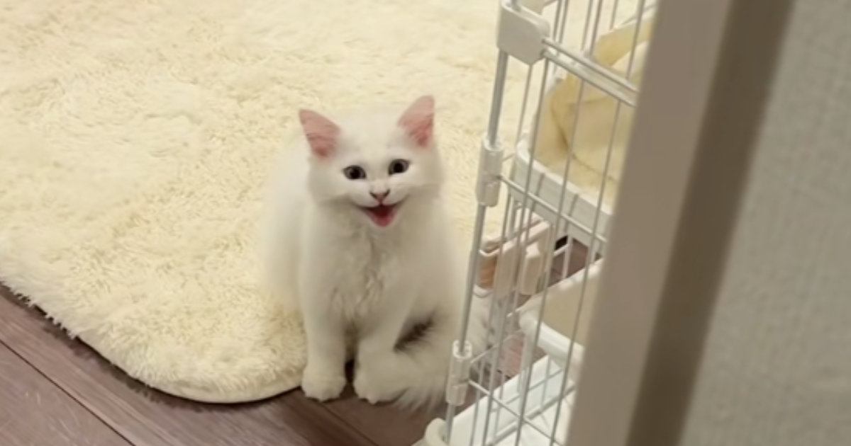 甘えん坊の子猫が『3時間ぶりにママと再会』した結果…涙が出るほど尊い『お出迎えの光景』が54万再生「鳴き声たまらん」「もう私が産んだ」