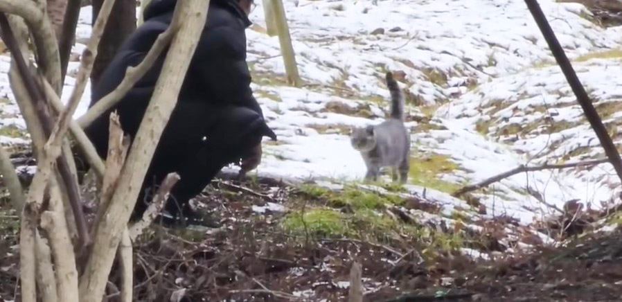 野良猫を1年半の時を経て『迎えにいった』結果…「涙が自然に流れた」「愛情と地道な努力」保護から"4ヶ月後の姿"に感動の声続々