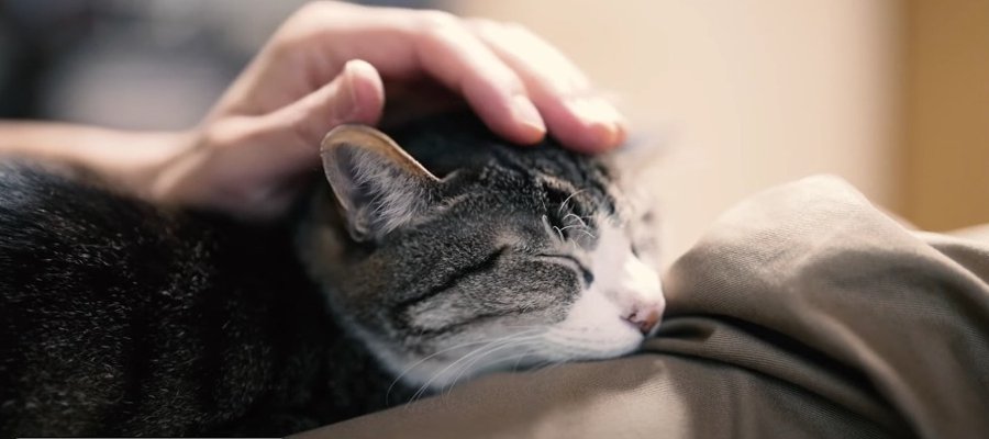 一緒に過ごす日常が幸せ♡笑顔あふれる猫ちゃんとの暮らし