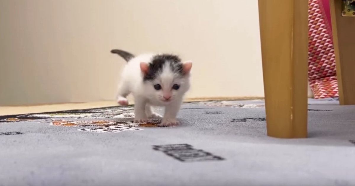 ようやく目が見えてきた『赤ちゃん猫』→よちよち歩きで…『尊い瞬間』に涙が出てくると４万いいね「曇り無き目で進む姿に号泣」「愛しすぎる」