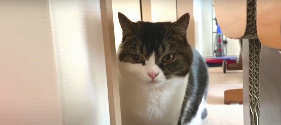 薬を塗られて不機嫌に…テンションだだ下がりな猫さんたち