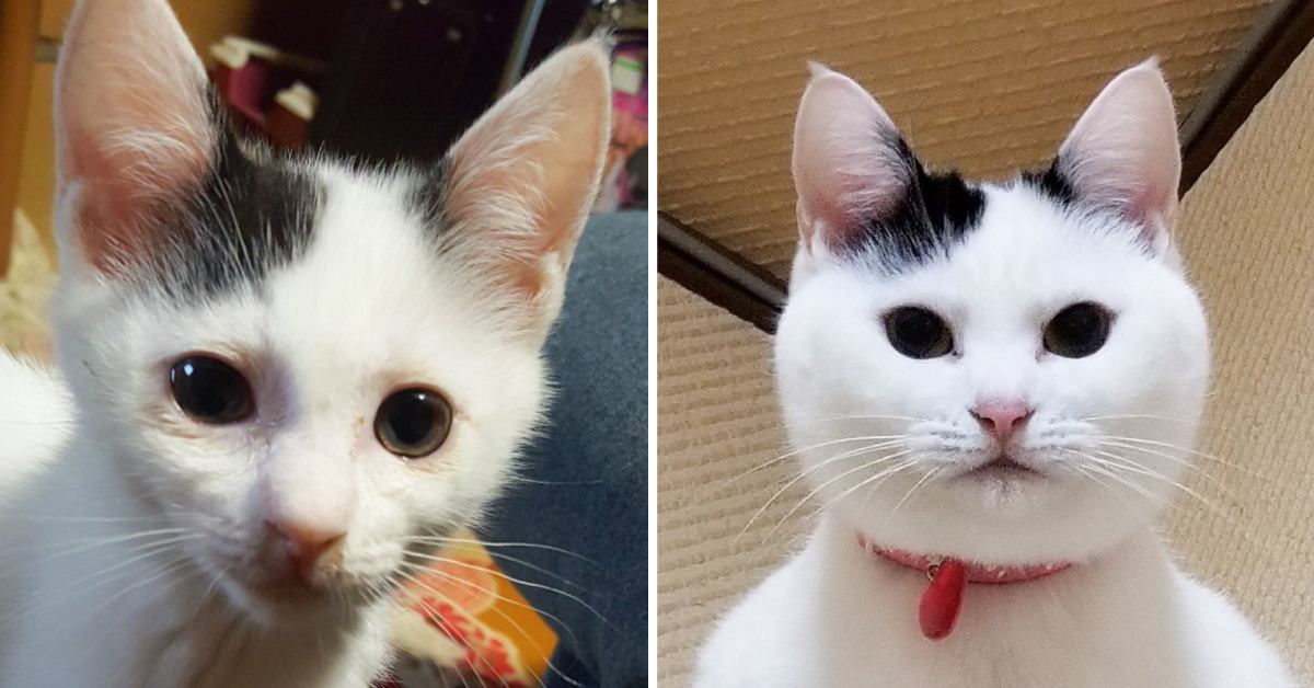 子猫から成猫へ…『顔つきの変化』を追ってみた結果→想定外すぎる衝撃のラストに「たぶん組織に裏切られてる」「くそワロタw」と103万表示