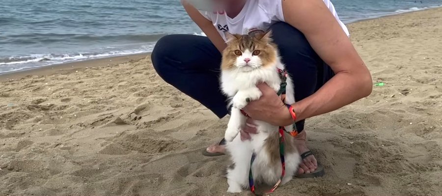 初めての海！パタヤ旅行を楽しむ猫ちゃん♡