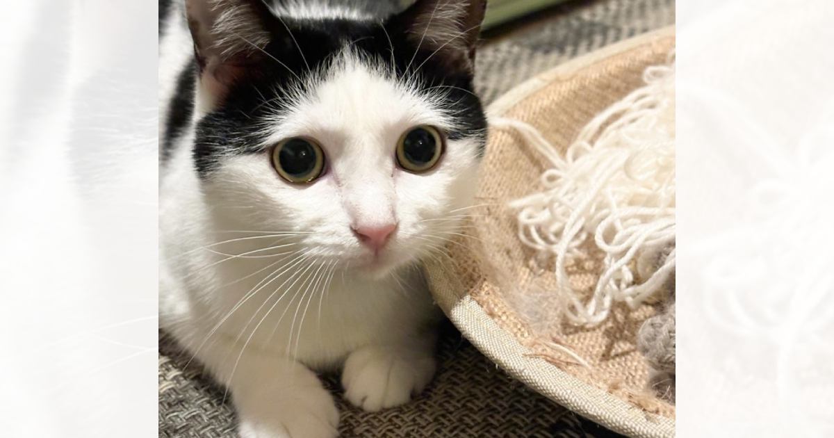 アイラインを引いているように見える猫→『目を閉じる』と……まさかの『変化』に1万いいね「眉毛が現れるのは反則」「まさにスッピンｗ」