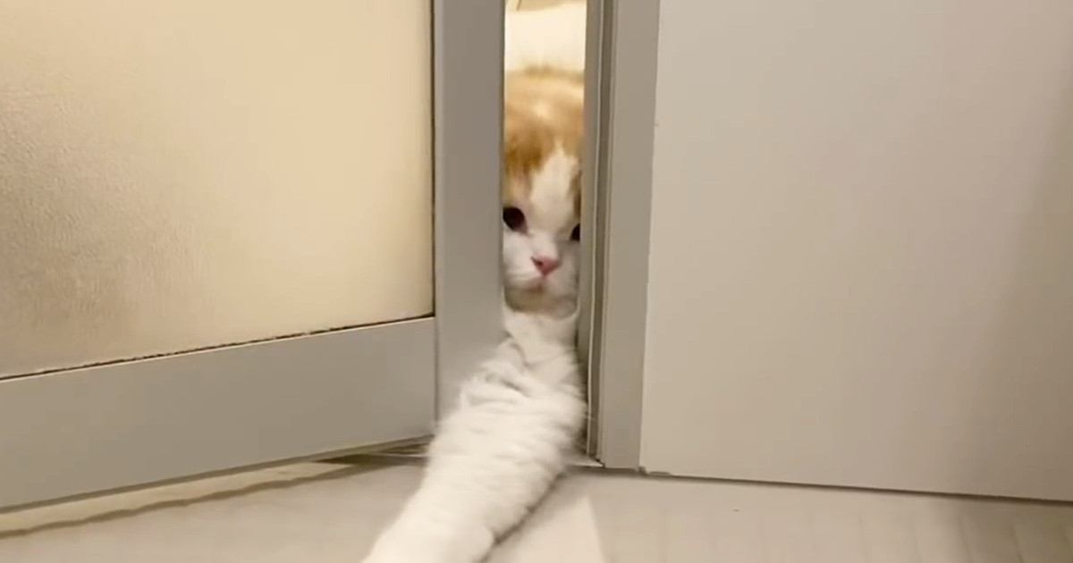 どうしても一緒に『お風呂に入りたい猫』→ドアの隙間から…必死な様子に「めちゃめちゃ可愛い」「愛されてて羨ましい」と27万再生