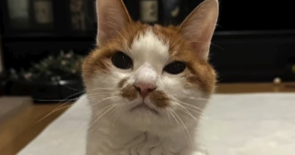 ずっと水も飲めずご飯も食べられなかった猫→ようやく原因が判明して…『闘病の記録』に涙する人が続出「本当に泣いた」「よく頑張ったね」