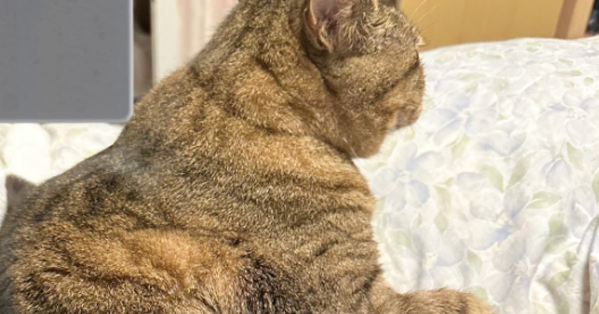 座っている猫の『背中』を見ると……飼い主さんが思わず爆笑した『まさかすぎる光景』に4万いいね「いい背もたれあったわ感ｗ」「笑った」