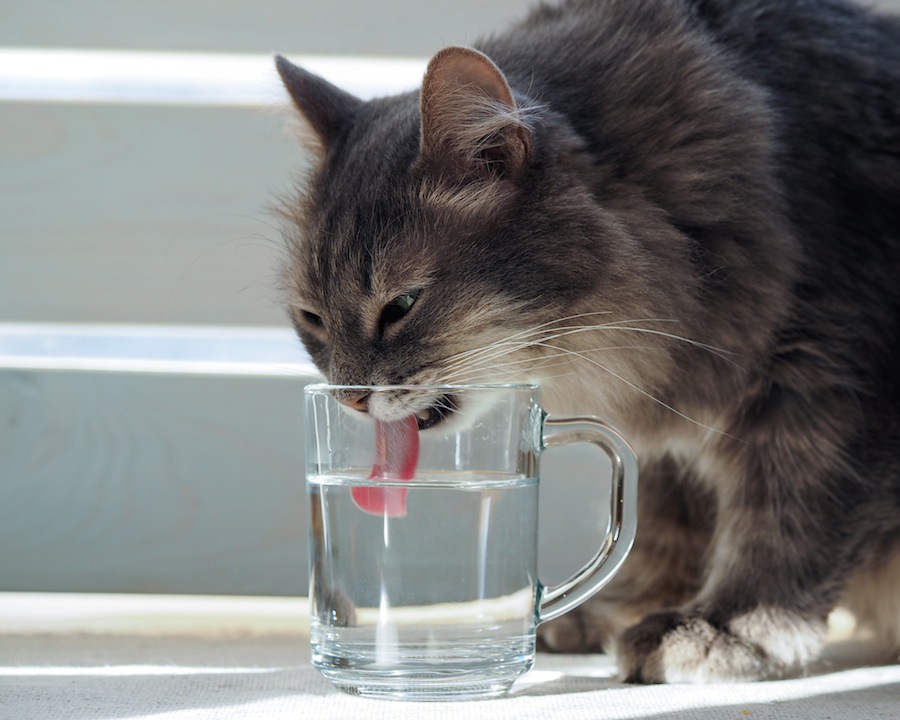 猫が一日に必要な水の量を解説！飲まない時、飲み過ぎの時の原因