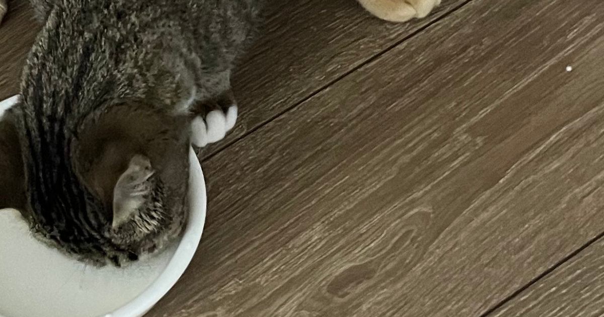 一緒にごはんを食べていた２匹の猫→体が重なっていて……思わず二度見する光景に２万いいね「食べづらそうｗ」「クロス飯」と反響