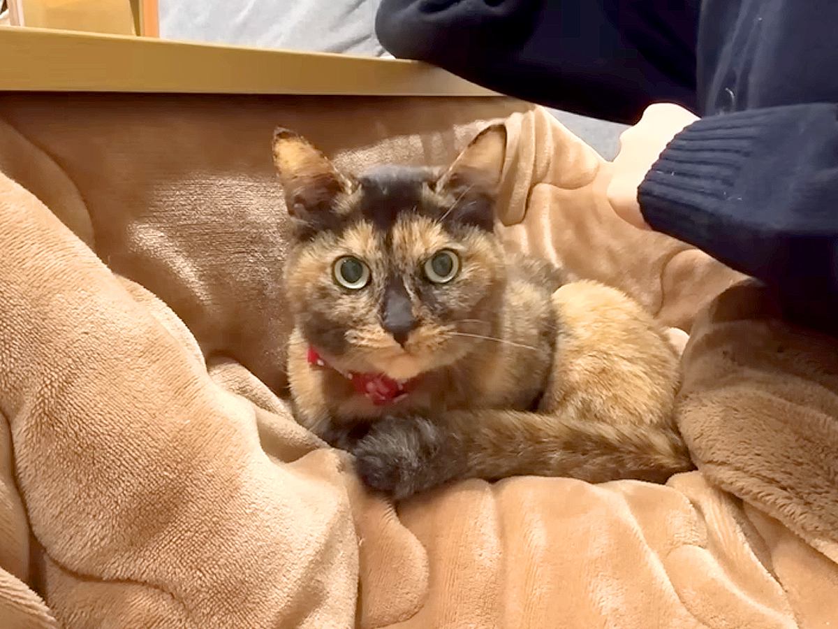 朝４時、ネコに起こされた結果→大変そうだけど癒される『平日のルーティーン』に「眠いけど幸せだよね」「マジでネコは４時起き」と共感の声